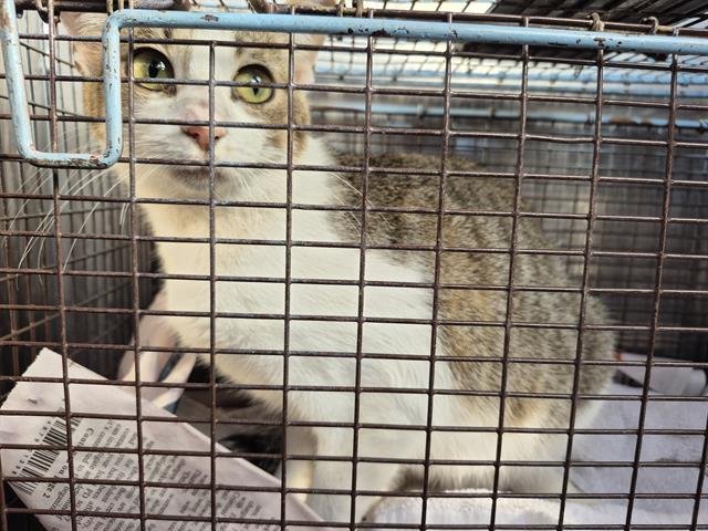 A789748 - Domestic Short Hair available for adoption