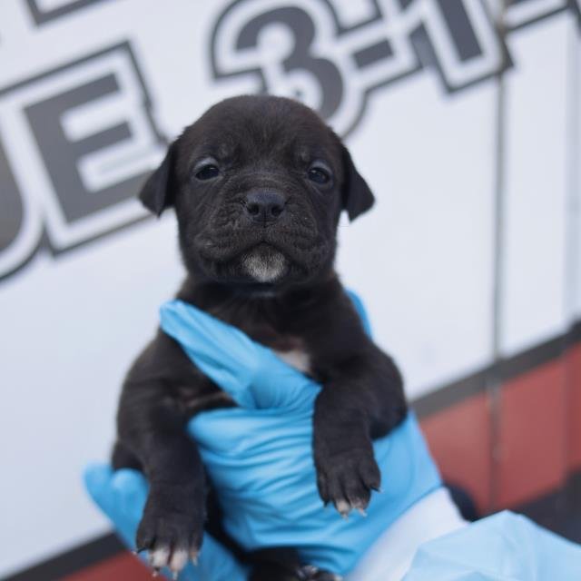 STORM - American Staffordshire Terrier available for adoption