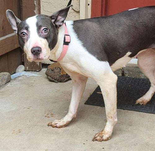 NUBE - American Staffordshire Terrier available for adoption