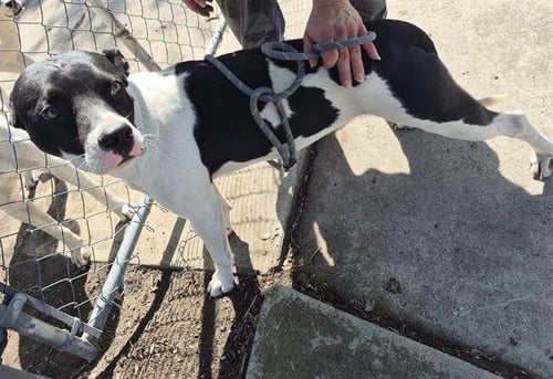 HUDSON RIVERS - American Staffordshire Terrier available for adoption