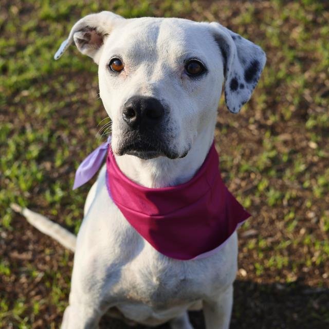 SYMPHONY - American Staffordshire Terrier available for adoption