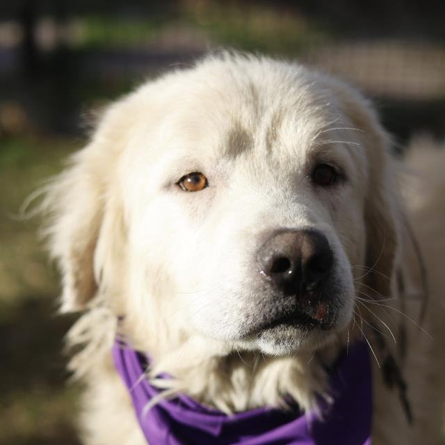 RANDY - Great Pyrenees available for adoption