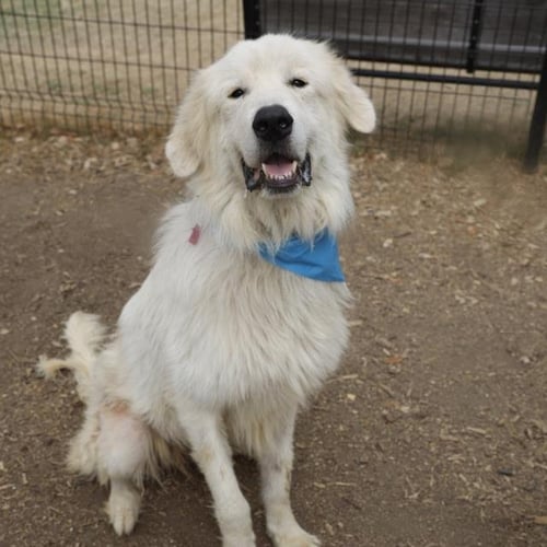 RYDER - Great Pyrenees available for adoption