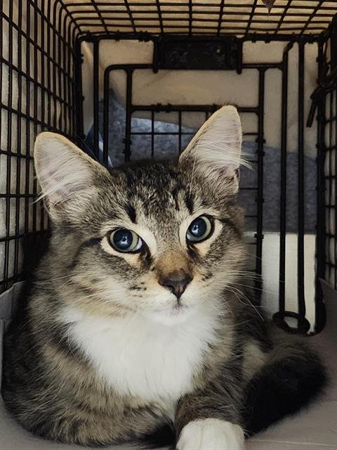 V25-8812 - Domestic Short Hair available for adoption