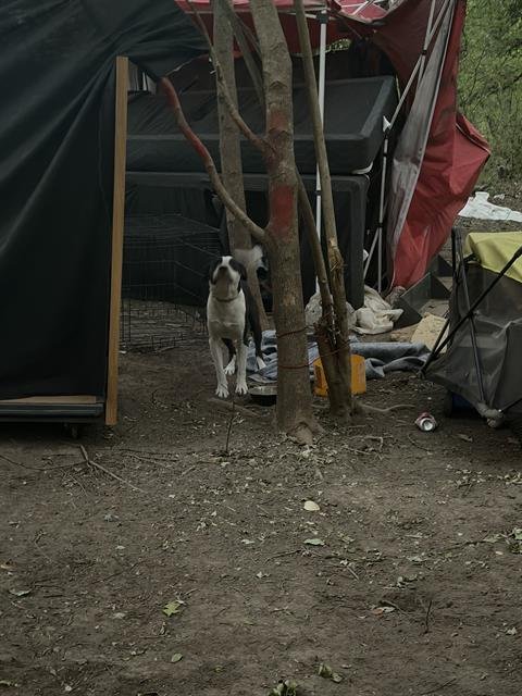 BODE - American Staffordshire Terrier available for adoption