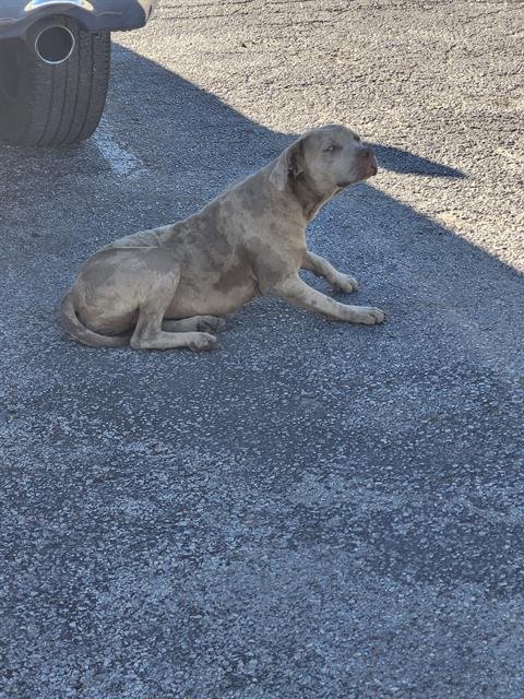 EVE - American Staffordshire Terrier available for adoption