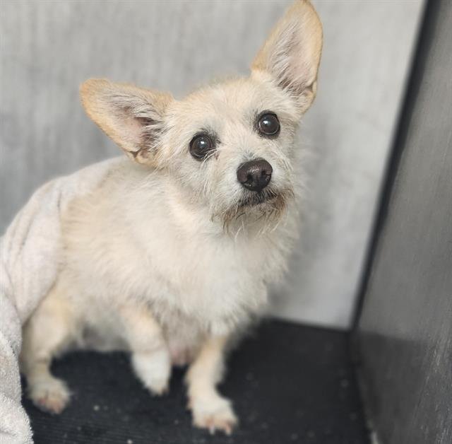 SOLANA - Terrier available for adoption