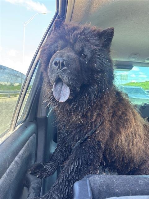 TOMMY - Chow Chow available for adoption