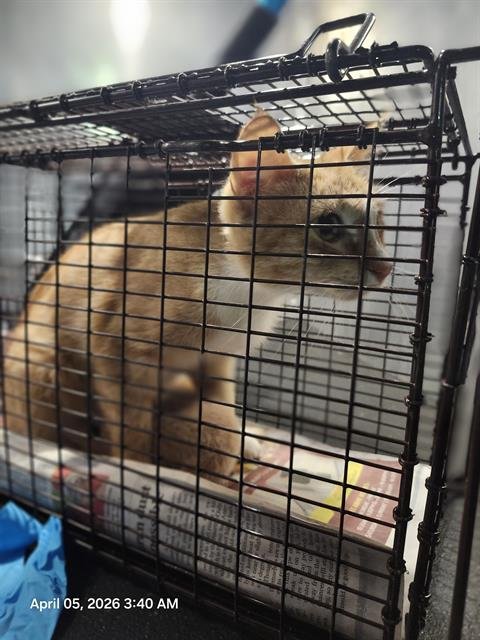 LAYLA - Domestic Short Hair available for adoption