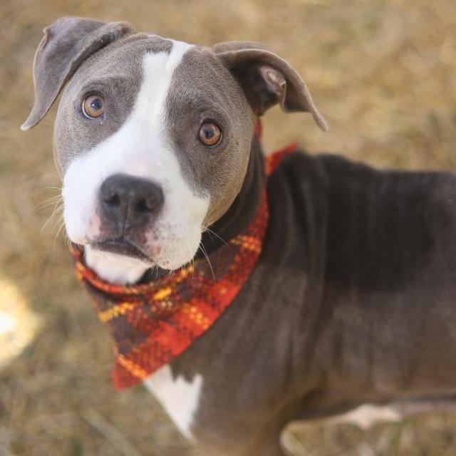 ASTER - American Staffordshire Terrier available for adoption