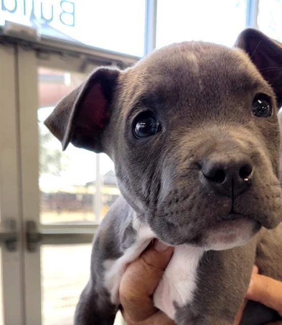 SULTAN - American Staffordshire Terrier available for adoption