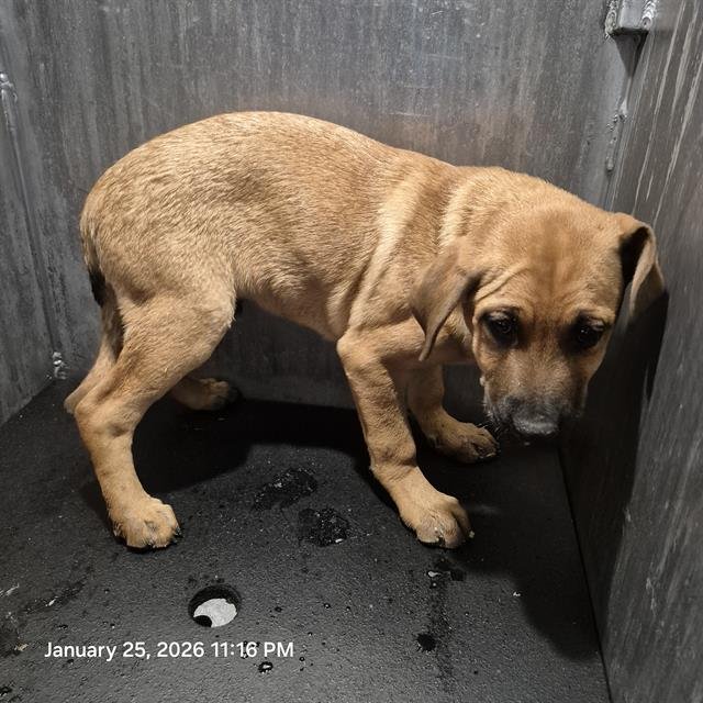 PUPPY 2 - Labrador Retriever available for adoption