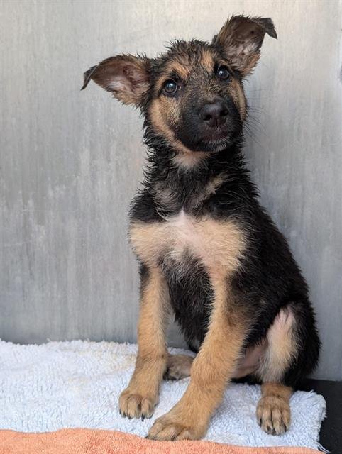 TENNESSEE - German Shepherd Dog available for adoption