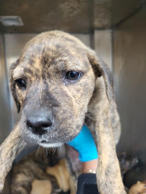 SUSAN - Terrier available for adoption