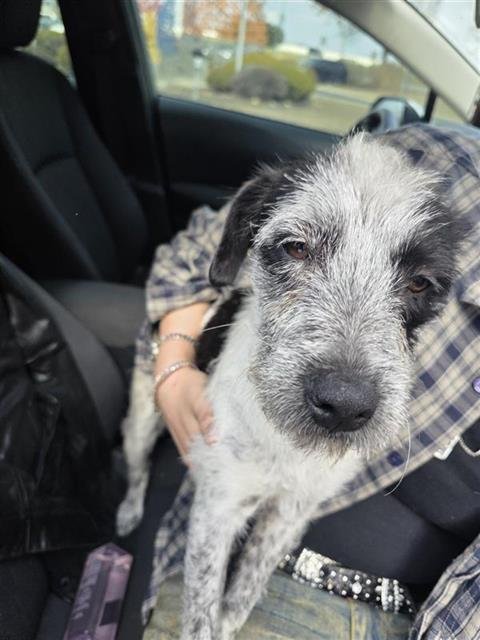 ANNIE - Terrier available for adoption