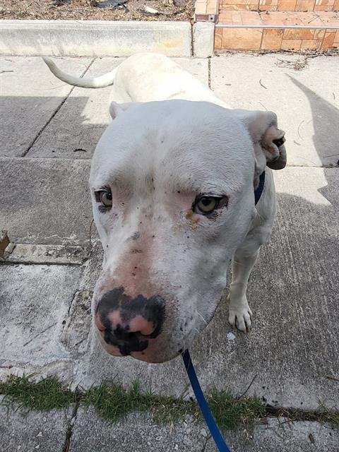 SNOW WHITMAN - American Staffordshire Terrier available for adoption