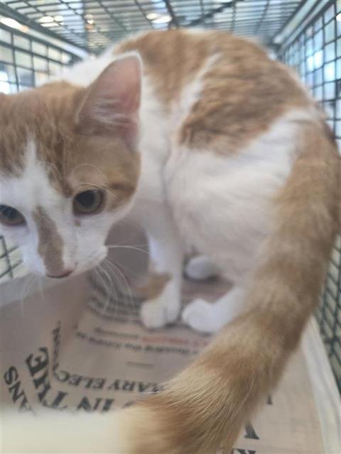 GATLIN - Domestic Short Hair available for adoption