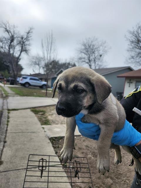 RHEA - Mastiff available for adoption