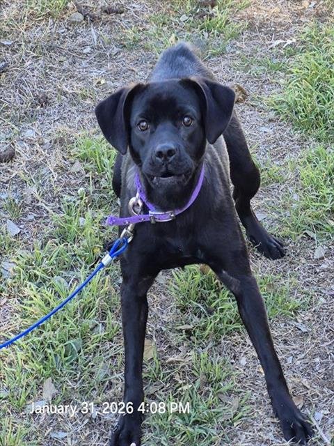 SADIE - Labrador Retriever available for adoption