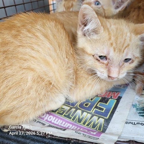 STEVEN - Domestic Short Hair available for adoption