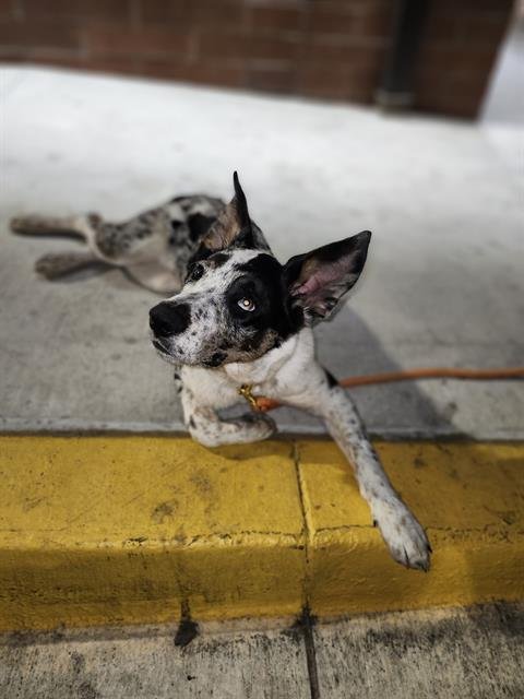 LUCKY - Australian Shepherd available for adoption