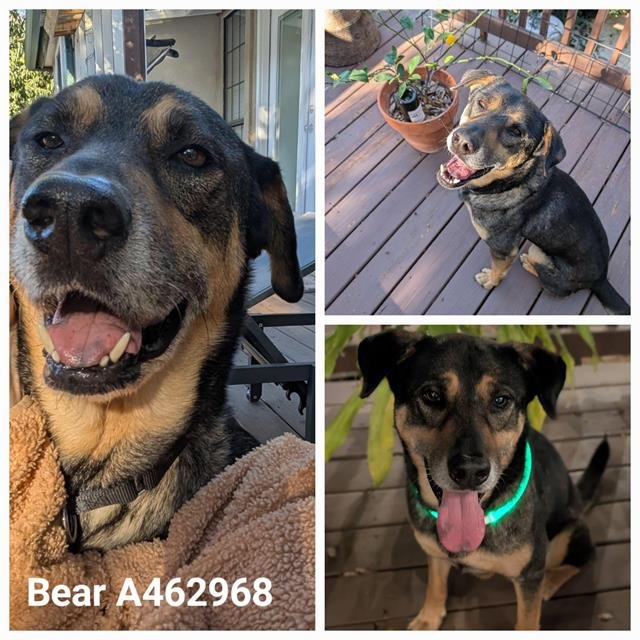 BEAR - Rottweiler available for adoption