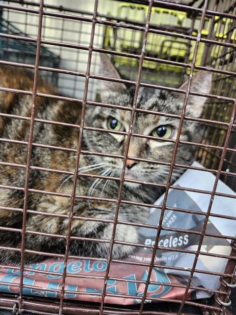 LUCY - Domestic Long Hair available for adoption