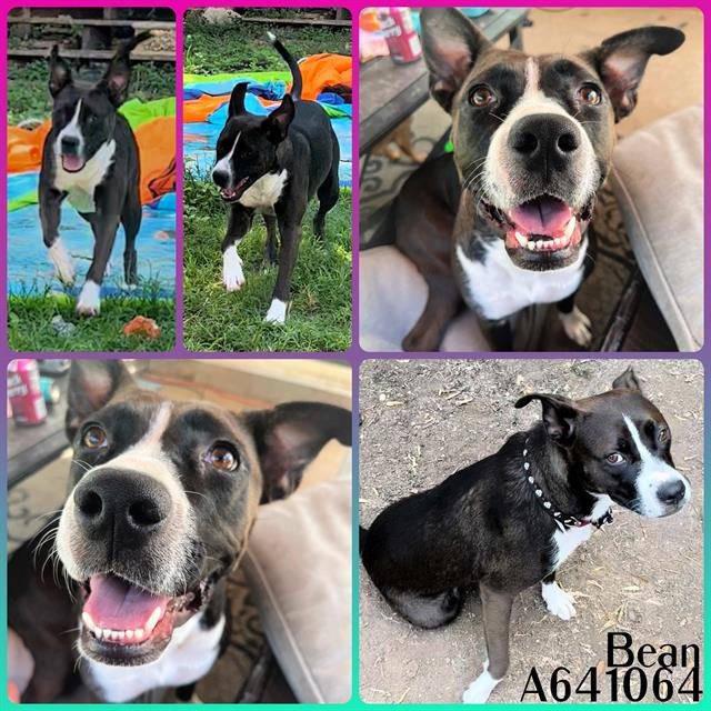 BEAN - American Staffordshire Terrier available for adoption