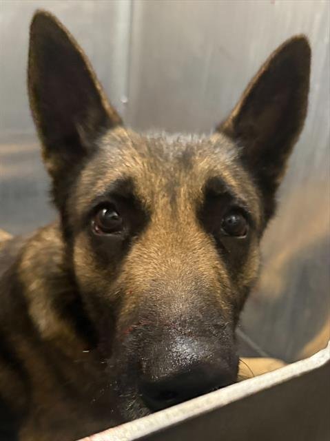 A797741 - Belgian Shepherd Malinois available for adoption