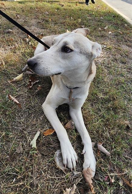 BIGGS - Siberian Husky available for adoption