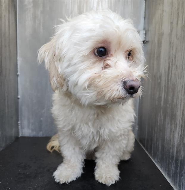 BISCUIT - Poodle (Miniature) available for adoption