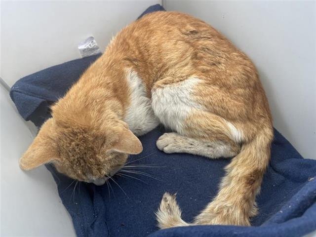 A799544 - Domestic Short Hair available for adoption