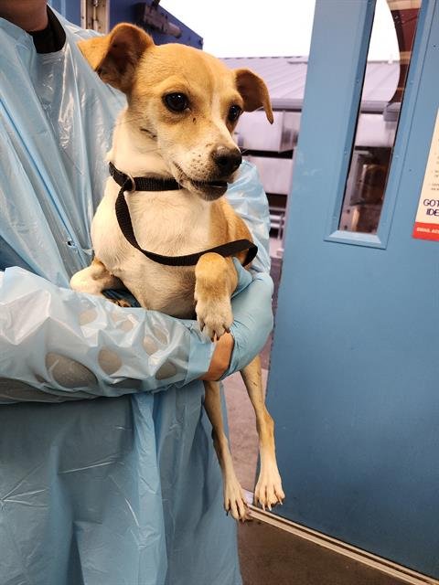 TINA - Terrier available for adoption