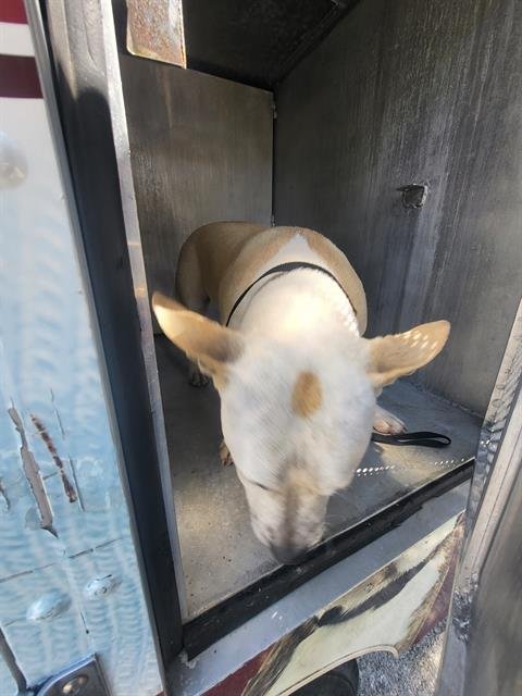 BEANS - American Staffordshire Terrier available for adoption