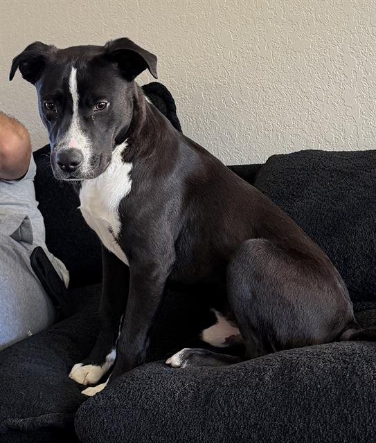 ROCKY - Labrador Retriever available for adoption