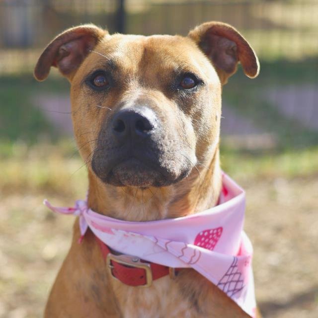 VIA - German Shepherd Dog available for adoption