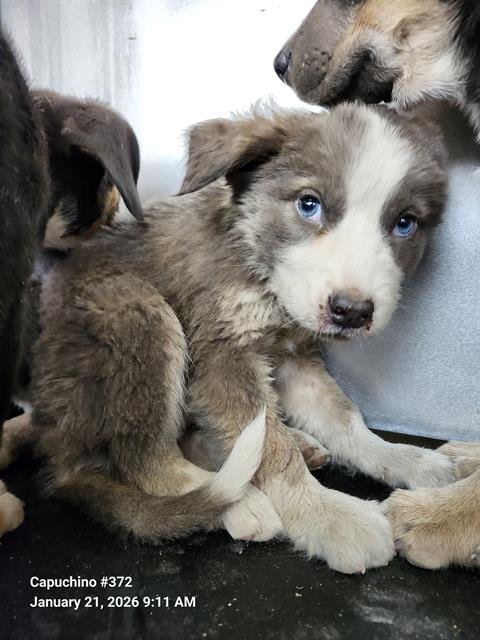 SUKI - Husky / German Shepherd Dog available for adoption