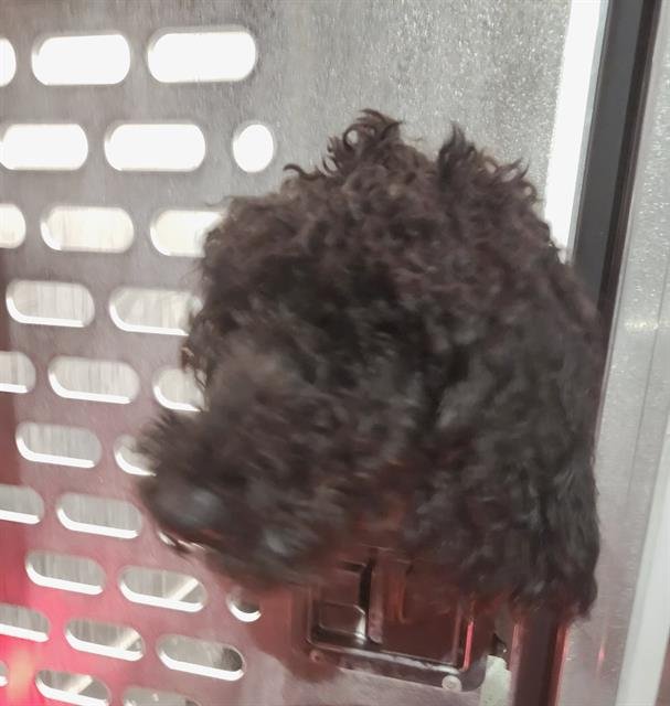 BIANCA - Poodle (Standard) available for adoption
