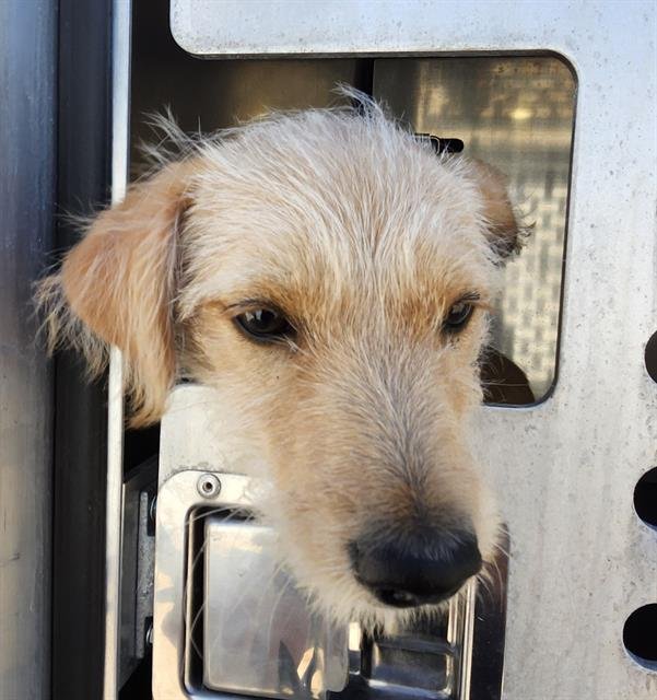 BABY - Terrier available for adoption