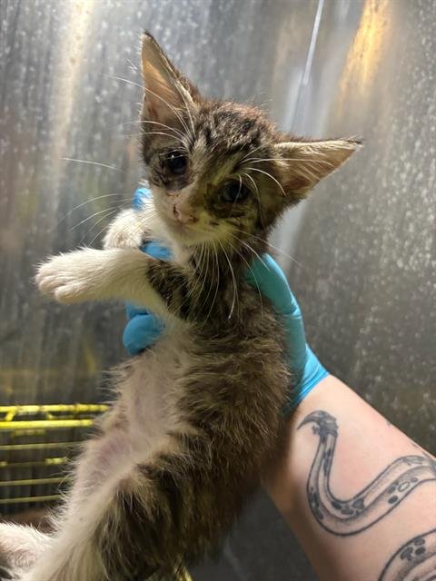 SUKI - Domestic Short Hair available for adoption