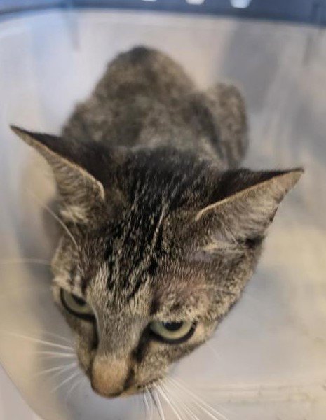 ROSE - Domestic Short Hair available for adoption