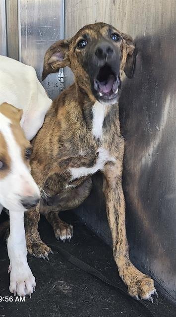 FREDDIE - American Staffordshire Terrier available for adoption