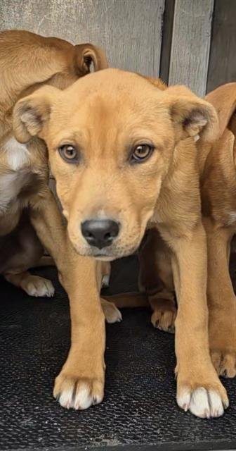 CHURRO - American Staffordshire Terrier available for adoption