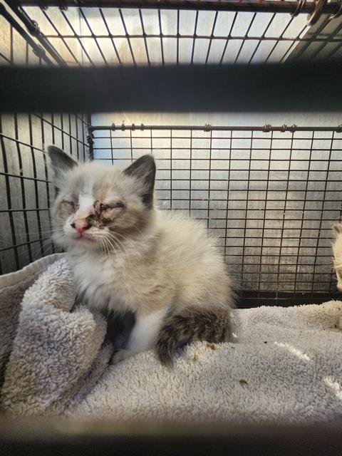 BOOTS - Domestic Short Hair available for adoption