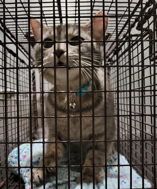 A807775 - Domestic Short Hair available for adoption