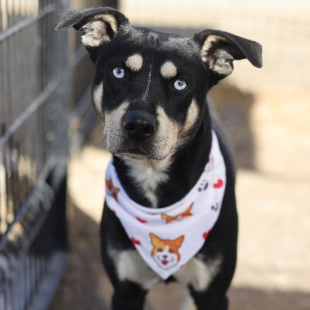 PATRICK - Labrador Retriever available for adoption