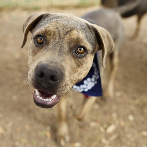 MAX - American Staffordshire Terrier available for adoption