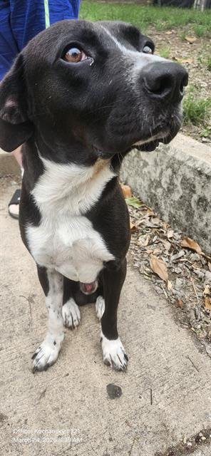 SPENCER - Labrador Retriever available for adoption