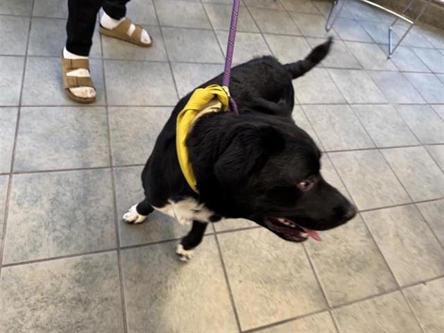 TEX - Border Collie available for adoption