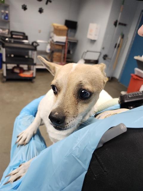 TRINITY - Terrier available for adoption